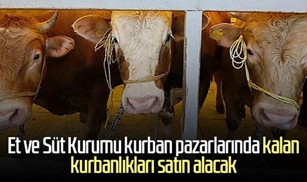 Et ve Süt Kurumu kurban pazarlarında kalan kurbanlıkları satın alacak
