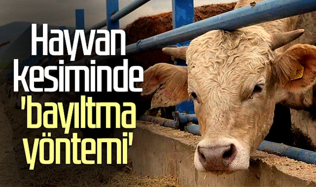 Hayvan kesiminde 'bayıltma yöntemi'