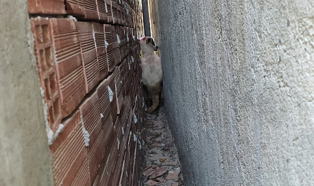 İki bina arasına sıkışan kurbanlık koyunu itfaiye kurtardı