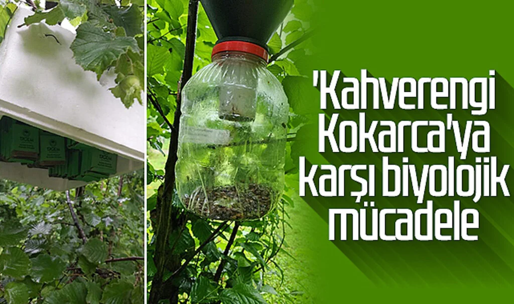 'Kahverengi Kokarca'ya karşı biyolojik mücadele