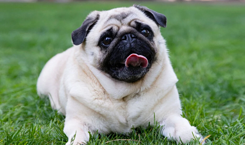 Köpek Maması Satın Almanın En Kolay Yolu