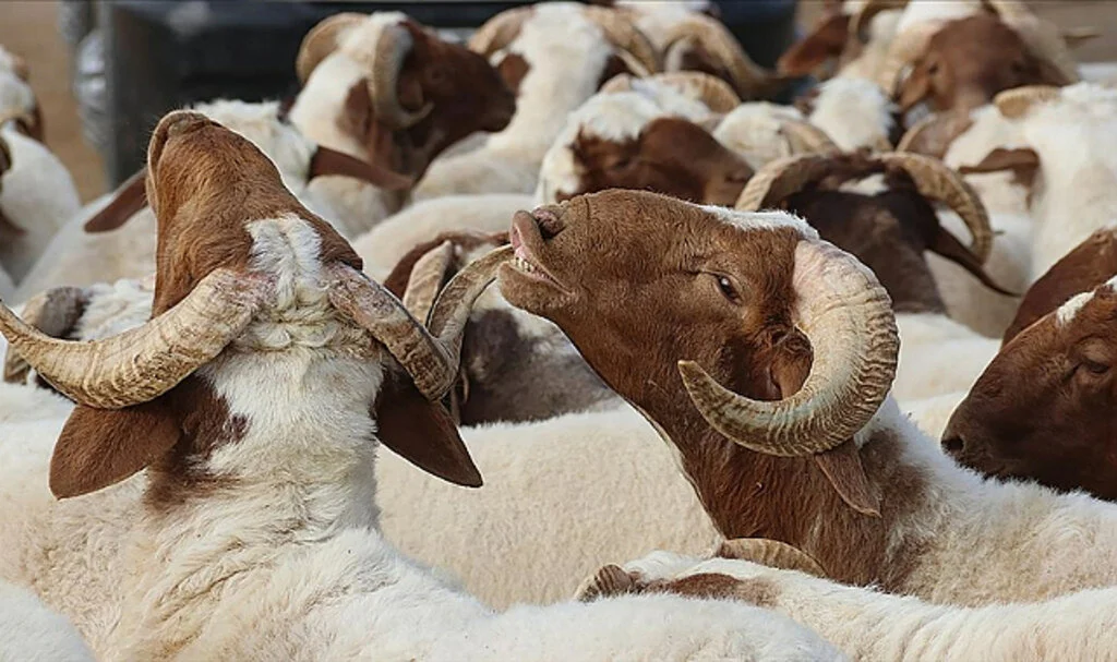 Kurban Bayramı 28 Haziran Çarşamba Günü Başlayacak