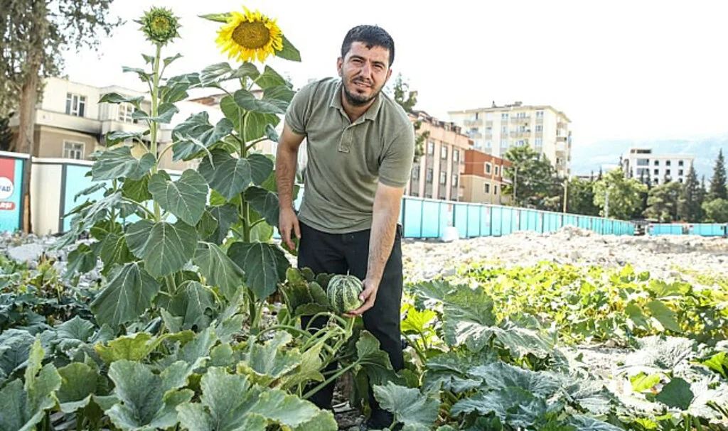 Moloz Yığınlarının Arasından Çıktı, Ürün Vermeye Başladı