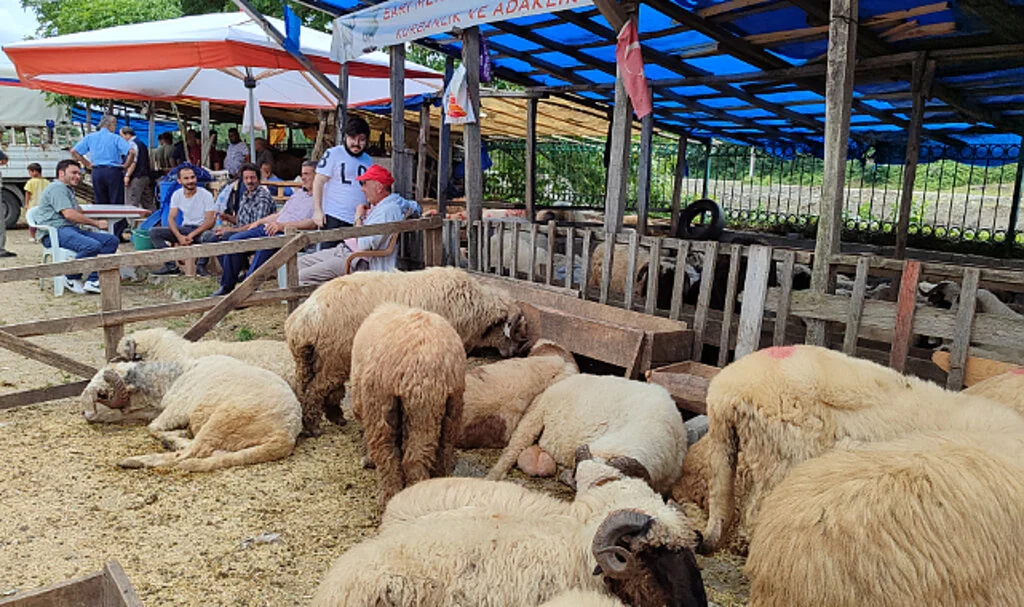 Salıpazarı'nda kurbanlıklar sahiplerini bekliyor