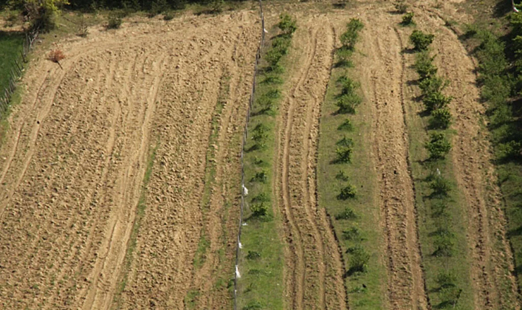 Samsun'da 120 Dönüm Araziye 20 Bin Defne Fidanı Dikildi  