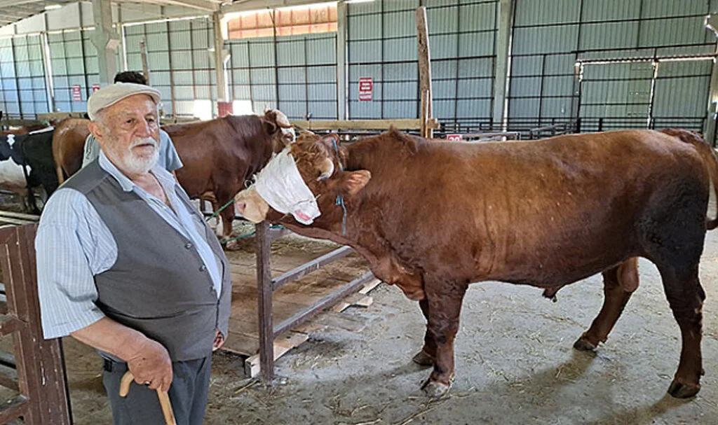 Samsun'da 1250 Kilogramlık Kurbanlık Alıcısını Bekliyor