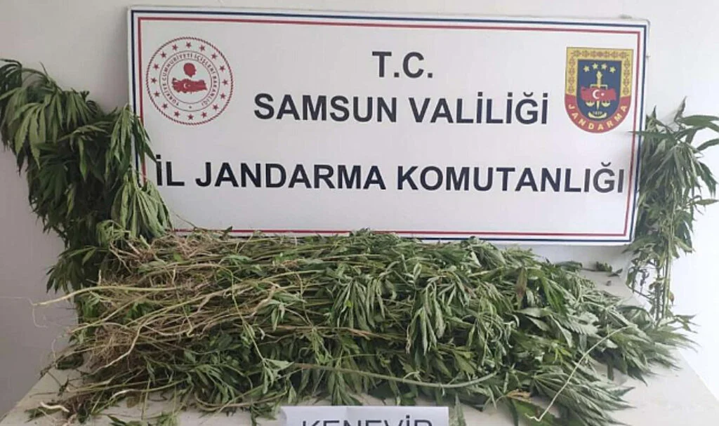 Samsun'da 2 Bin 315 Kök Kenevir Ele Geçirildi