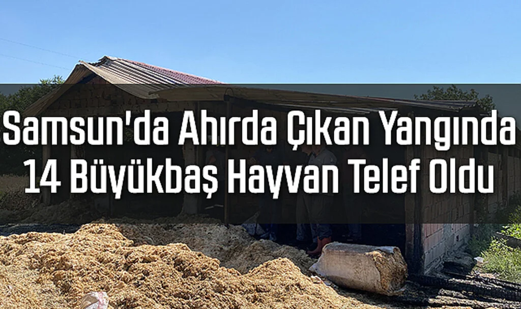 Samsun'da Ahırda Çıkan Yangında 14 Büyükbaş Hayvan Telef Oldu