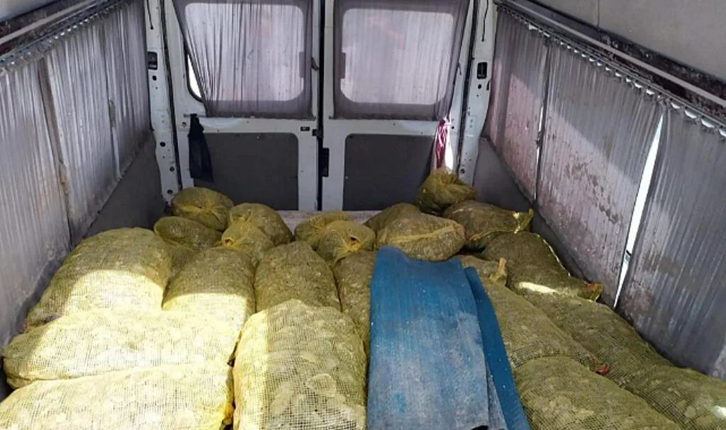 Samsun'da Deniz Polisi 80 Çuval Kaçak Midye Ele Geçirdi
