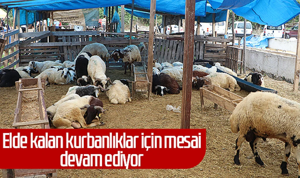 Samsun'da Elde Kalan Kurbanlıklar İçin Besicilerin Mesaisi Devam Ediyor