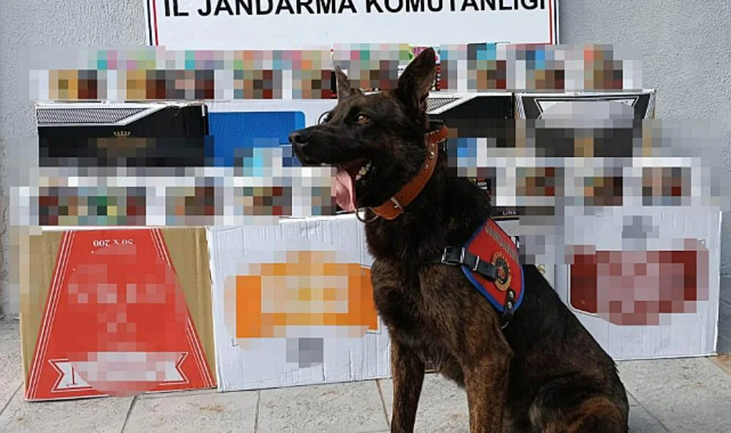 Samsun'da Jandarmadan Kaçak Makaron Operasyonu