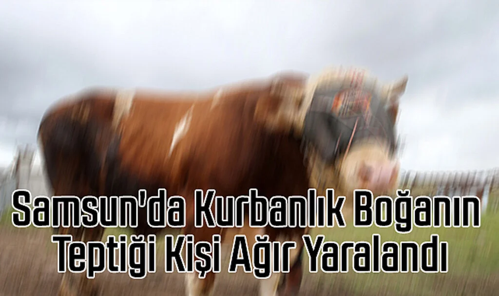 Samsun'da Kurbanlık Boğanın Teptiği Kişi Ağır Yaralandı