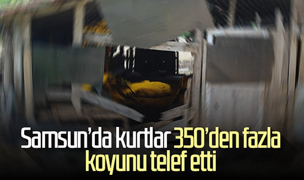 Samsun'da kurtlar, 350’den fazla koyunu telef etti