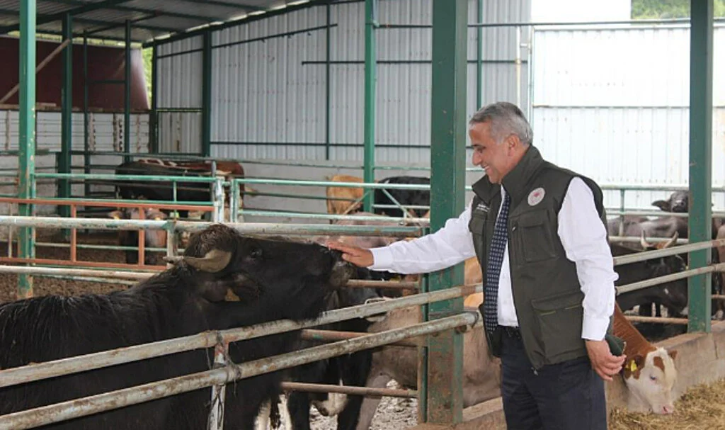 Samsun’da Manda Yetiştiriciliğine Teşvikler Sürüyor