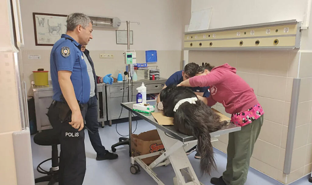 Samsun'da Yaralı Bulunan Köpek Tedavi Altına Alındı