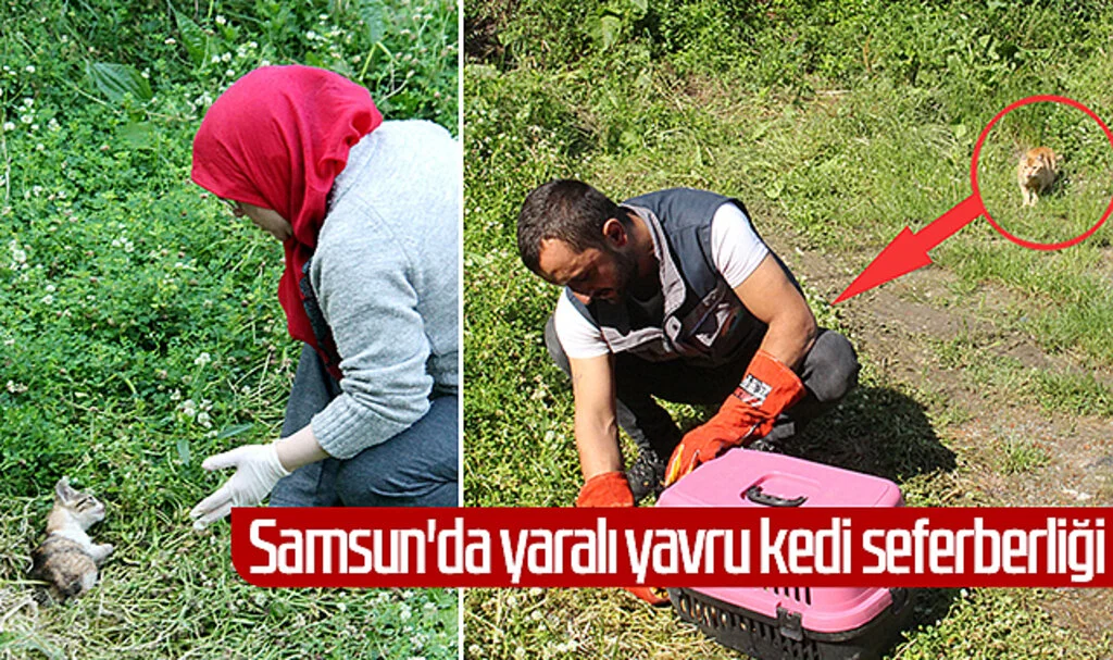 Samsun'da yaralı yavru kedi seferberliği 