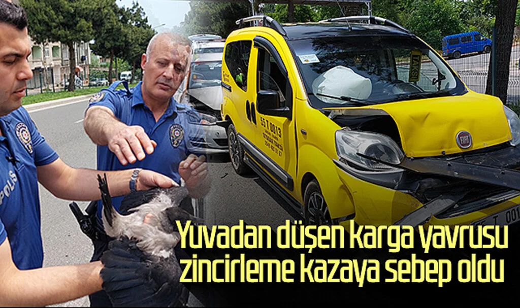 Samsun'da yuvadan düşen karga yavrusu zincirleme kazaya sebep oldu