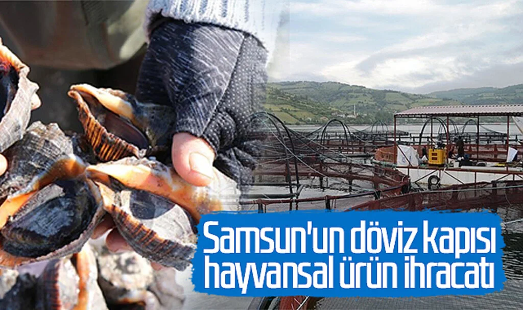 Samsun'un döviz kapısı hayvansal ürün ihracatı