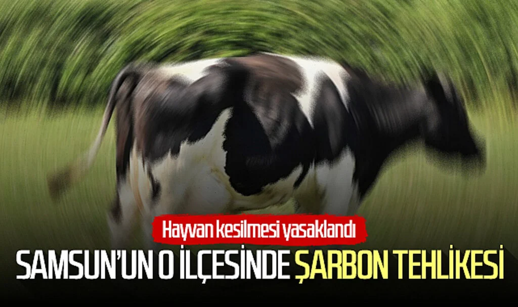 Samsun'un o ilçesinde şarbon tehlikesi! Hayvan kesilmesi yasaklandı...