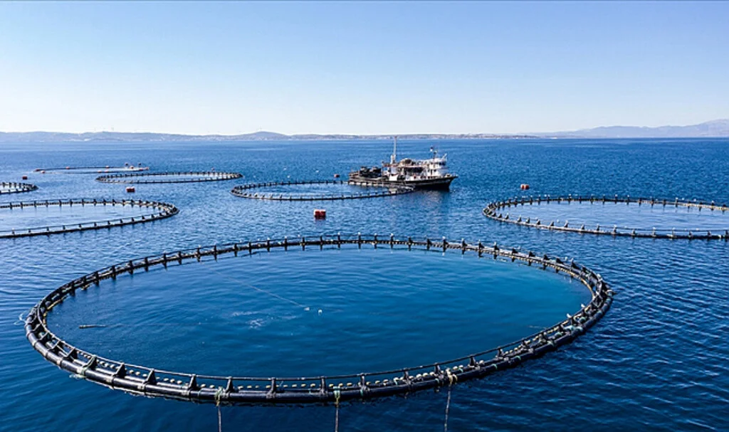 Türkiye'nin Su Ürünleri Üretimi 2022'de Yüzde 6,2 Arttı