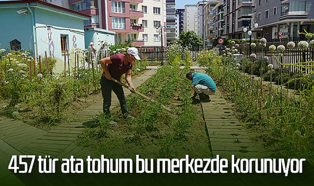 457 tür ata tohum Atakum'daki bu merkezde korunuyor