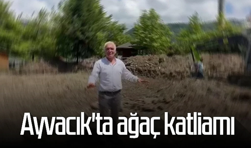 Ayvacık'ta ağaç katliamı 