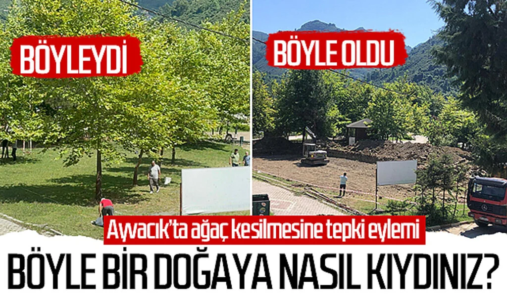 Ayvacık'ta ağaç kesilmesine tepki eylemi! Böyle bir doğaya nasıl kıydınız?