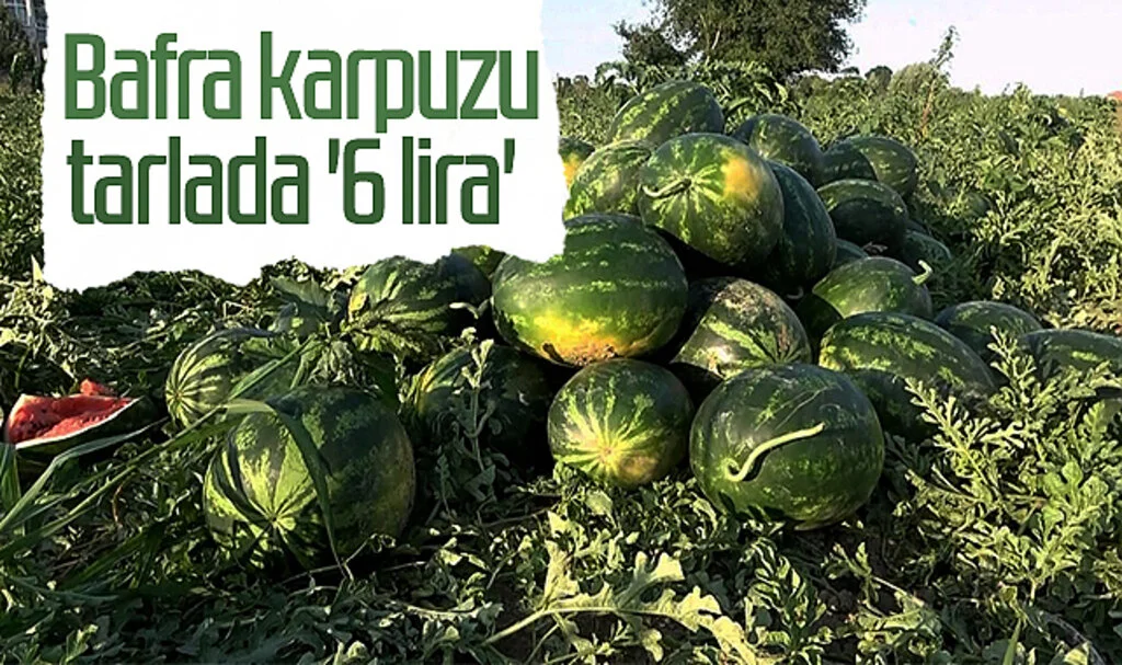 Bafra karpuzu tarlada '6 lira' 