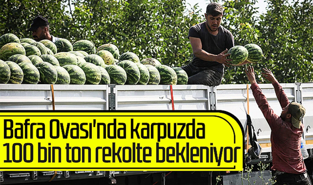 Bafra Ovası'nda karpuzda 100 bin ton rekolte bekleniyor