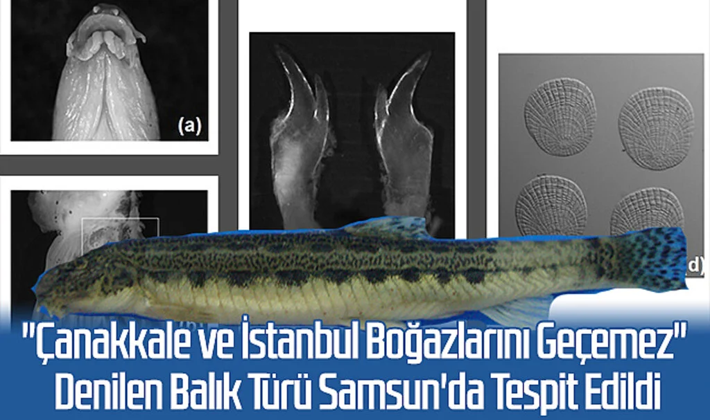 "Çanakkale ve İstanbul Boğazlarını Geçemez" Denilen Balık Türü Samsun'da Tespit Edildi