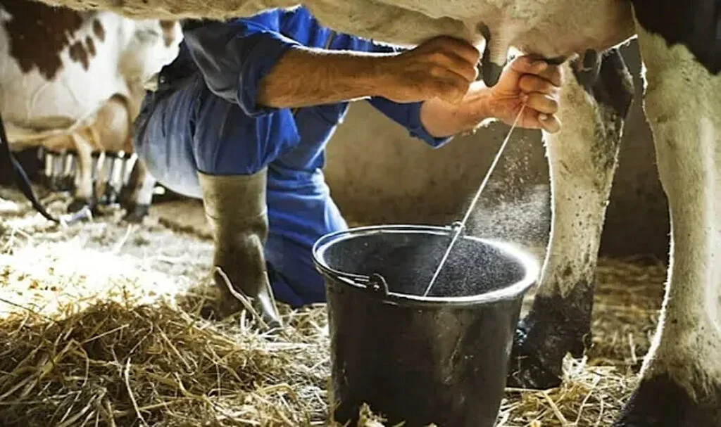 Çiğ Süte Yüzde 35,2 Zam