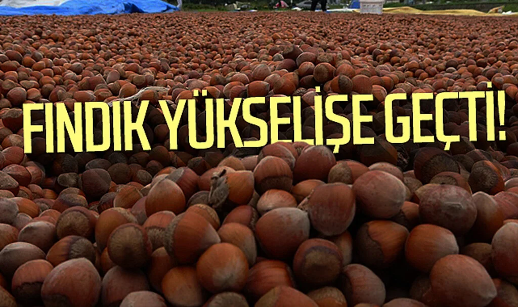 Fındık yükselişe geçti! İşte Samsun'da güncel fındık fiyatı...