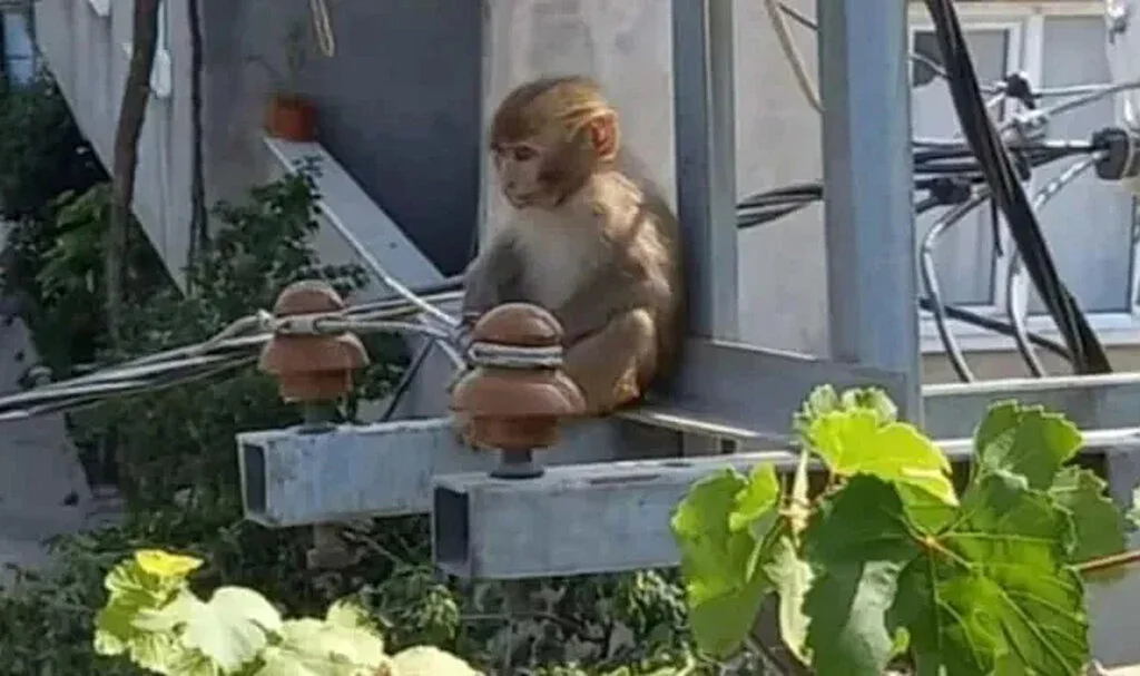 Hindistan Değil Türkiye… Evin Mutfağına Maymun Girdi