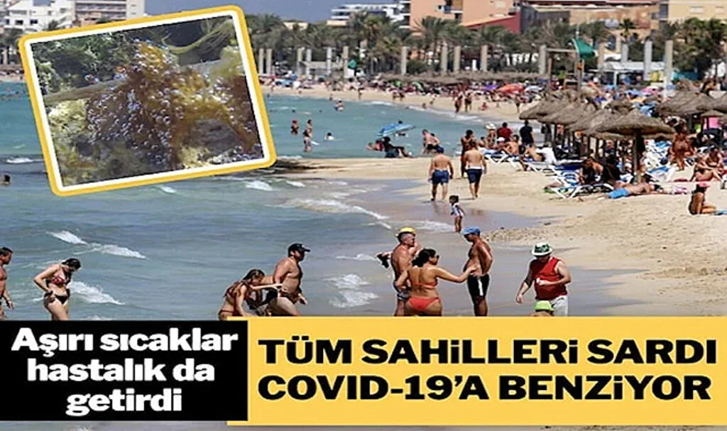İklim Değişikliğiyle Ortaya Çıkan Hastalık Tüm Sahilleri Sardı