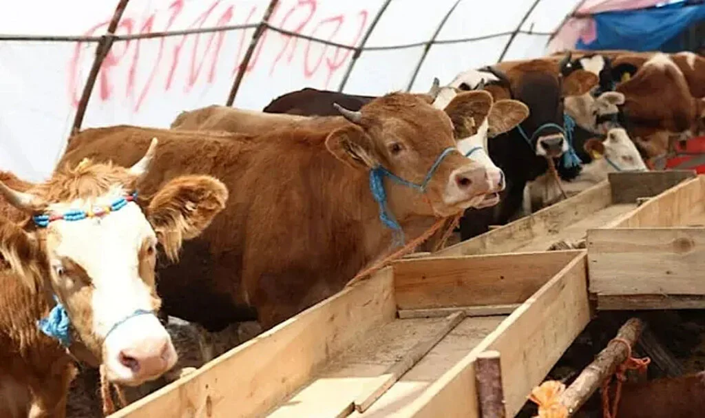 Kahramanmaraş'ta Şap Karantinası Başlatıldı!