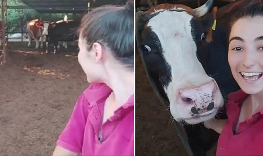 Muğla'da Genç Kızın "Selfie" İsteğini Kırmayan İneğin Görüntüleri Viral Oldu