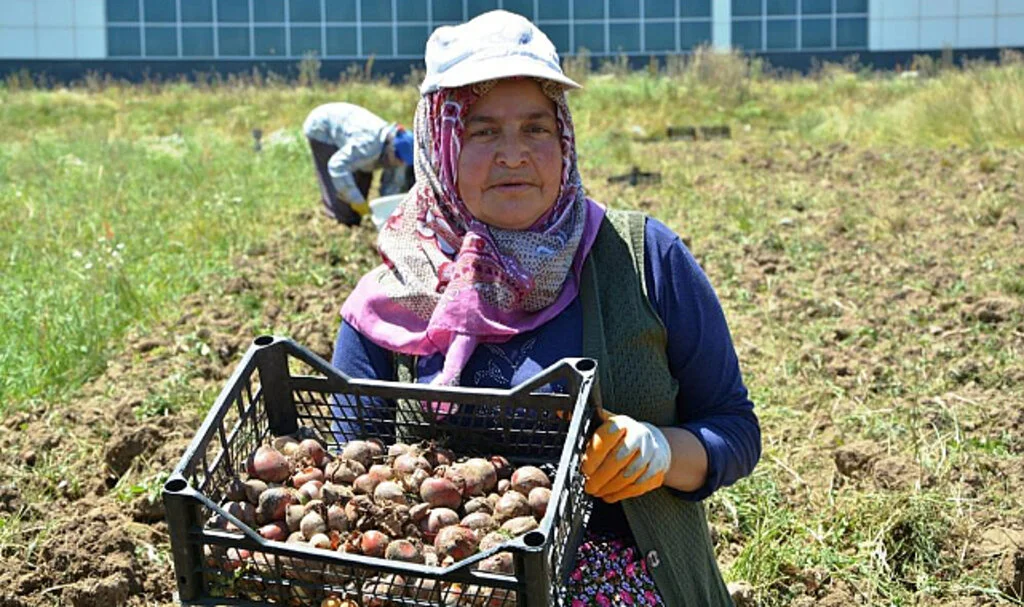 Osmanlı Döneminde Lale Soğanı Üretim Merkezi Olan Ladik’te Yumru Hasadı