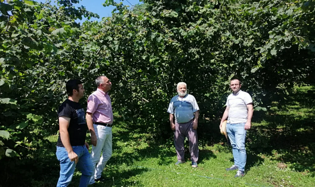 Salıpazarı İlçesinde Örnek Fındık Bahçeleri Ziyaret Edildi