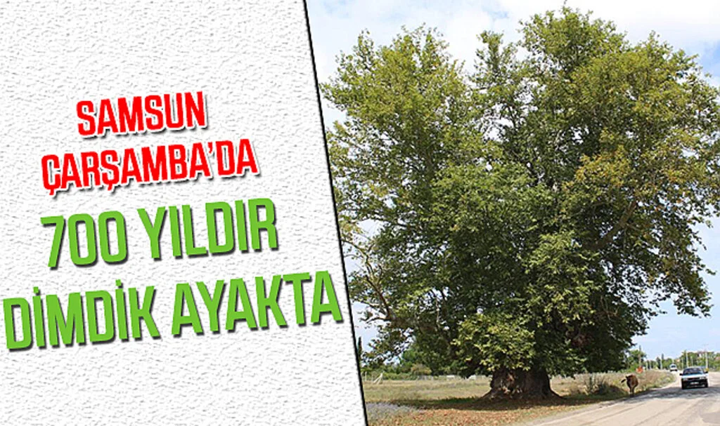 Samsun Çarşamba'da 700 Yıldır Dimdik Ayakta