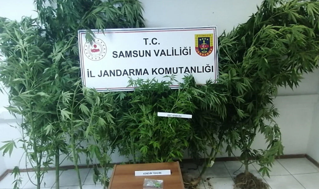 Samsun'da Jandarma kümes bahçesinde ekili 20 kök kenevir ele geçirdi