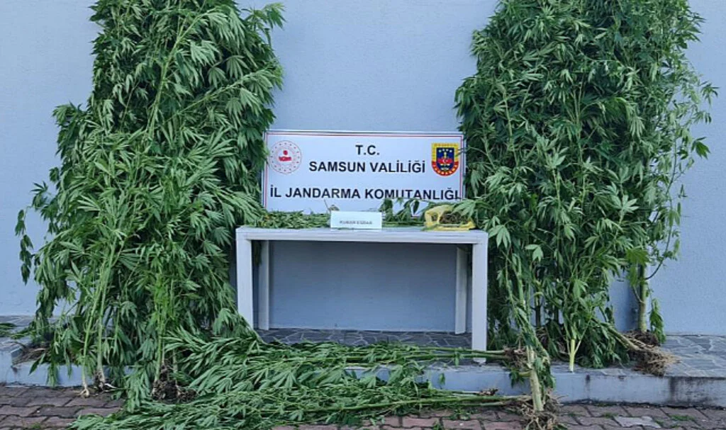 Samsun’da Kenevir Baskını: 39 Kök Kenevir Ele Geçirildi