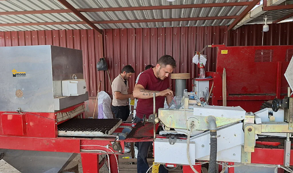 Samsun'da Kışlık Sebze Fidesi Üretimi Başladı 
