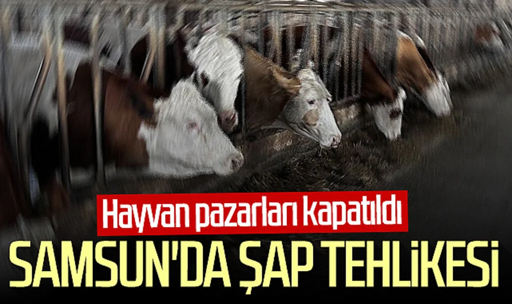Samsun'da şap tehlikesi! Hayvan pazarları kapatıldı...