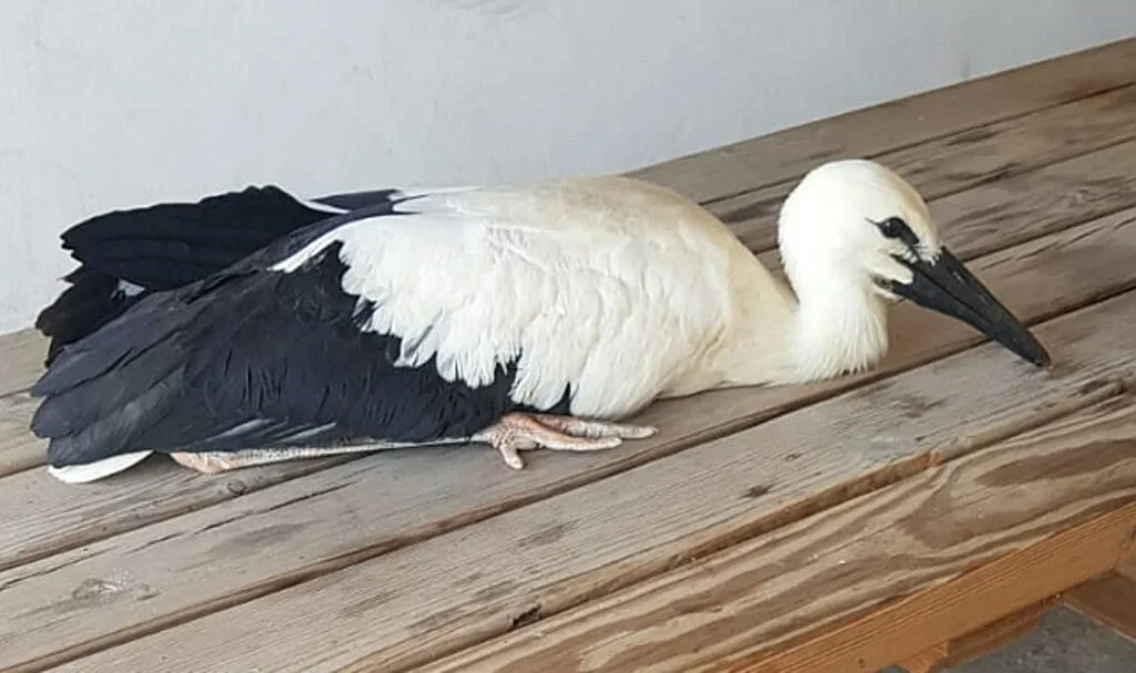 Samsun'da Yaralı Leylek Yavrusu Koruma Altına Alındı
