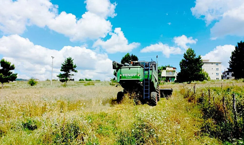 Samsun Kavak'ta Buğday Hasadı