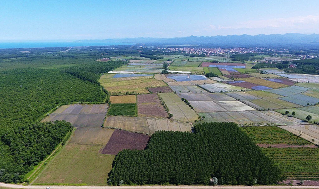 Terme'de 11 bin ton çeltik rekoltesi bekleniyor