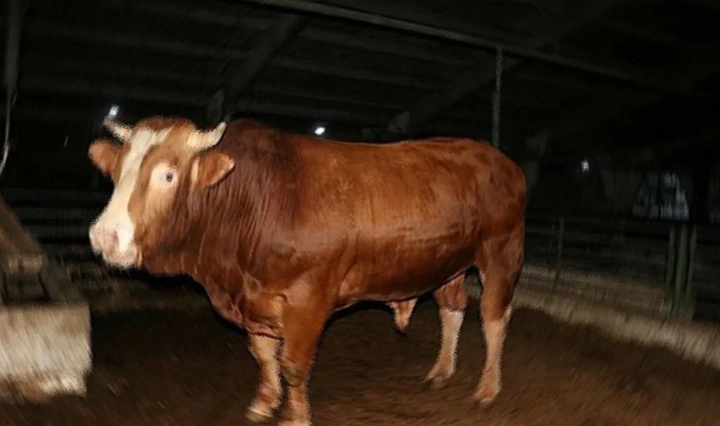 Terme'de Bir Mahallede Uygulanan Şarbon Karantinası Kaldırıldı