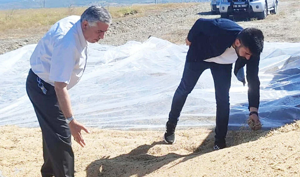 TMO Vezirköprü'de Buğday Alımına Başladı