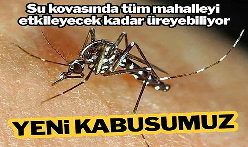 Yeni Kabus! Bir Su Kovasında Tüm Mahalleyi Etkileyecek Kadar Üreyebiliyor