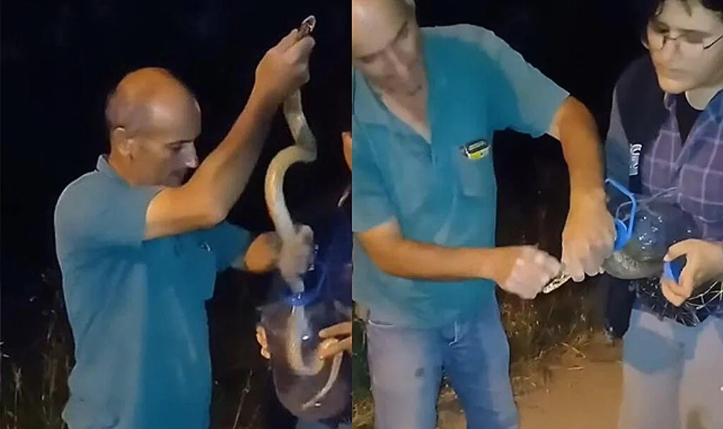 Zehirli Yılanı Eliyle Yakalayıp Pet Şişeye Böyle Koydu